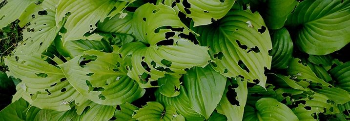 Grüne Blätter mit Löchern von Schädlingen